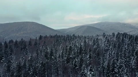 Aerial view of a pine and beech forest covered by the snow Stock Footage 231632244