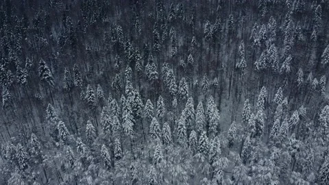 Aerial view of a pine and beech forest covered by the snow Stock Footage 231632455