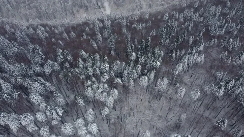 Aerial view of a pine and beech forest covered by the snow Stock Footage 231632612