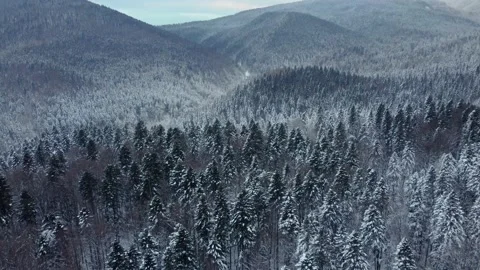 Aerial view of a pine and beech forest covered by the snow Stock Footage 231632663