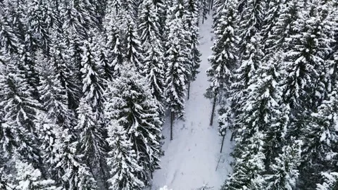Aerial view of a pine and spruce forest covered in snow Stock Footage 264812070