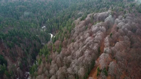 Aerial view of pine an beech forest in late winter Stock Footage 234015995