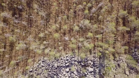 Aerial view of pine bog next to stony soil Stock Footage 265493463