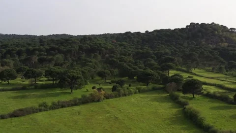 Aerial view of pine forest - 4k view of pine nut trees Stock Footage 292844316