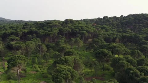 Aerial view of pine forest - 4k view of pine nut trees Stock Footage 292844359