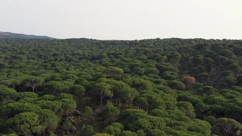Aerial view of pine forest - 4k view of pine nut trees Stock Footage 292844412
