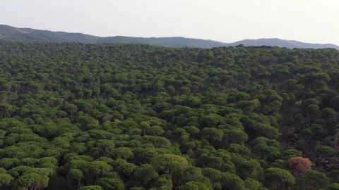 Aerial view of pine forest - 4k view of pine nut trees Stock Footage 292844462