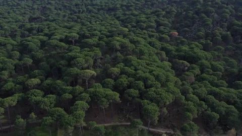 Aerial view of pine forest - 4k view of pine nut trees Stock Footage 292844489