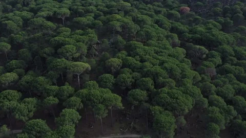 Aerial view of pine forest - 4k view of pine nut trees Stock Footage 292844521