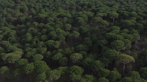 Aerial view of pine forest - 4k view of pine nut trees Stock Footage 292844618