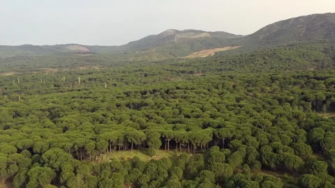 Aerial view of pine forest - 4k view of pine nut trees Stock Footage 292844693