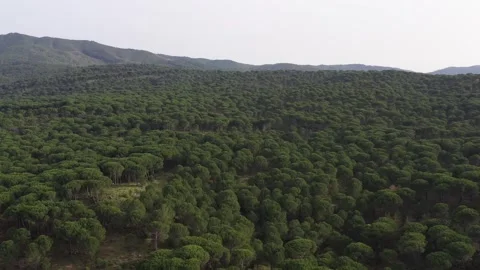 Aerial view of pine forest - 4k view of pine nut trees Stock Footage 292844872