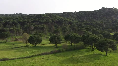 Aerial view of pine forest - 4k view of pine nut trees Stock Footage 292844911