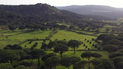 Aerial view of pine forest - 4k view of pine nut trees Stock Footage 292844943