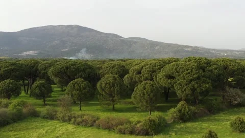 Aerial view of pine forest - 4k view of pine nut trees Stock Footage 292844996