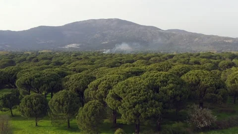 Aerial view of pine forest - 4k view of pine nut trees Stock Footage 292845001