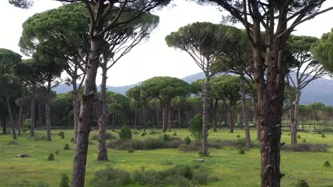 Aerial view of pine forest - 4k view of pine nut trees Stock Footage 292845132