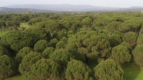 Aerial view of pine forest - 4k view of pine nut trees Stock Footage 292845139