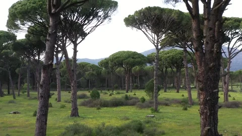 Aerial view of pine forest - 4k view of pine nut trees Stock Footage 292845210