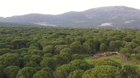 Aerial view of pine forest - 4k view of pine nut trees Stock Footage 292845222