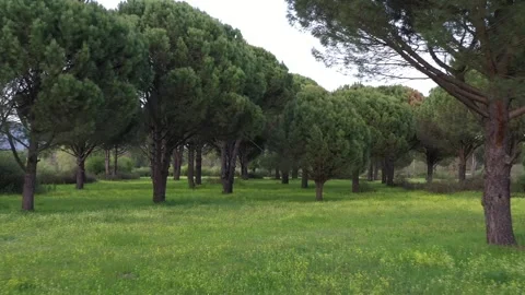 Aerial view of pine forest - 4k view of pine nut trees Stock Footage 292845243
