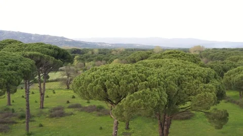 Aerial view of pine forest - 4k view of pine nut trees Stock Footage 292845269