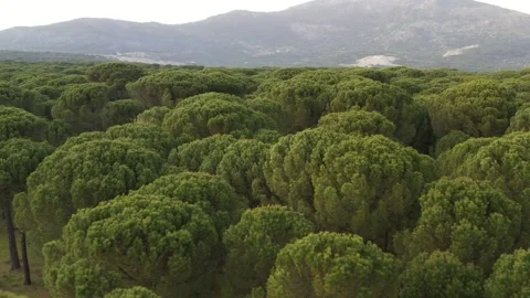 Aerial view of pine forest - 4k view of pine nut trees Stock Footage 292845310