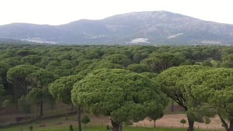 Aerial view of pine forest - 4k view of pine nut trees Stock Footage 292845323