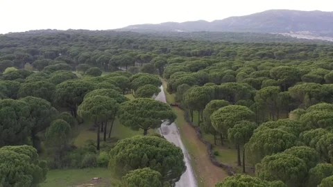 Aerial view of pine forest - 4k view of pine nut trees Stock Footage 292845368