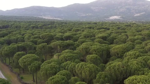 Aerial view of pine forest - 4k view of pine nut trees Stock Footage 292845392
