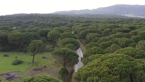 Aerial view of pine forest - 4k view of pine nut trees Stock Footage 292845512