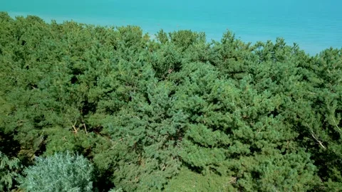 Aerial view of pine forest and big blue azure lake sea in clear sunny weather. Video stock 255519463