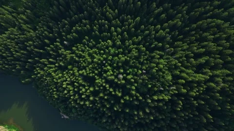Aerial View of a Pine Forest and River. Drone Footage Stock Footage 301100755