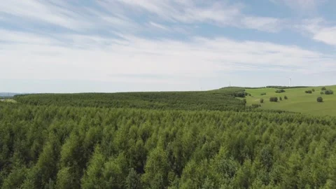 Aerial view of a pine forest and green hills Stock Footage 318770111