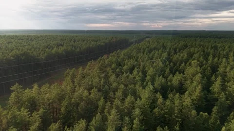 Aerial View of Pine Forest and Power Lines at Dusk – Drone Shot Over Lush Green Stock Footage 341471756