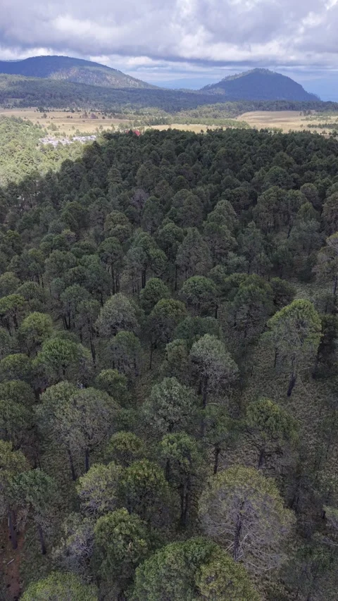 Aerial view of pine forest and mountain road near Popocatepetl volcano, Mexico Stockbeeldmateriaal 348234547