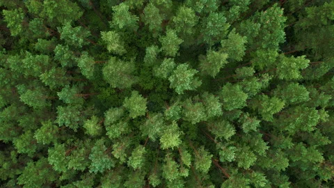 Aerial View of Pine Forest Birds Eye View of Green Spruce Trees in Summer. Top Stock Footage 229712618