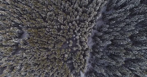 Aerial view of pine forest covered with snow, from a height. winter 2019 Video stock 123520514