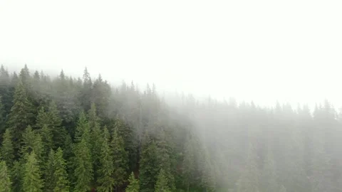 Aerial view of pine forest covered by clouds. Misty pine forest in Carpathian Stock Footage 153053861