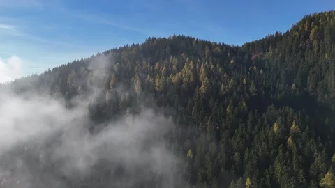 Aerial View of Pine Forest Covered in Morning Fog – Mountain Landscape Stock Footage 345230664