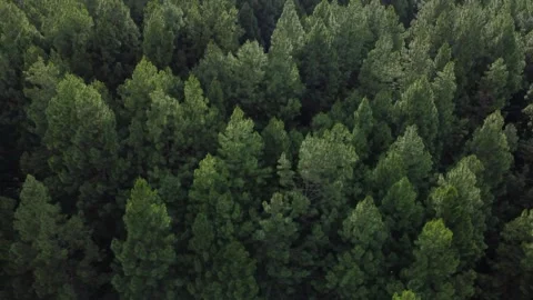 Aerial view of pine forest with dense foliage Stock Footage 278024007
