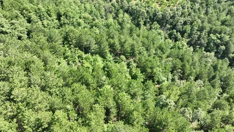 Aerial view of pine forest with drone Stock Footage 245992410