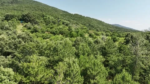 Aerial view of pine forest with drone Stock Footage 245992463