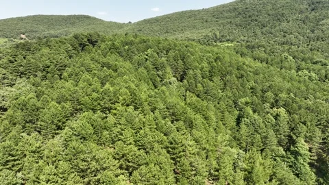 Aerial view of pine forest with drone Stock Footage 245992763