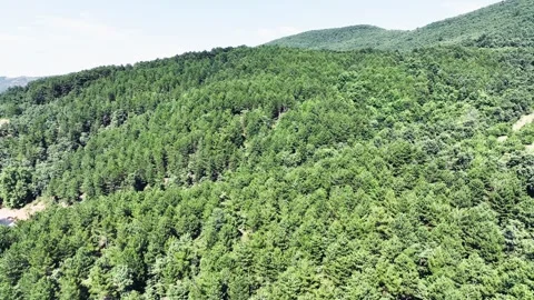 Aerial view of pine forest with drone Stock Footage 246039016