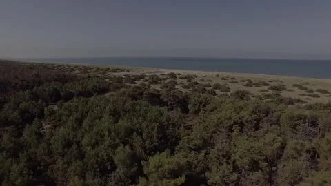 Aerial view of pine forest, dunes and sea along wild coastline, drone shot Video stock 341575819