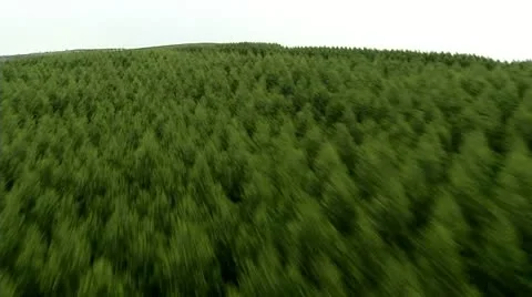 Aerial view of Pine Forest Stock Footage 12013104