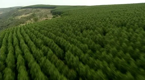 Aerial view of Pine Forest Stock Footage 12013107