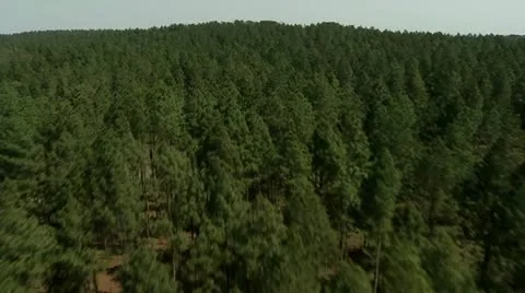 Aerial view of a Pine forest Stock Footage 12013369
