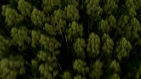 Aerial view of Pine Forest Video stock 12013420